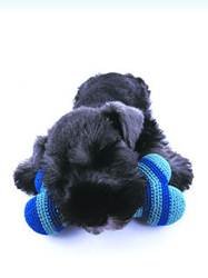 pic for Miniature Schnauzer